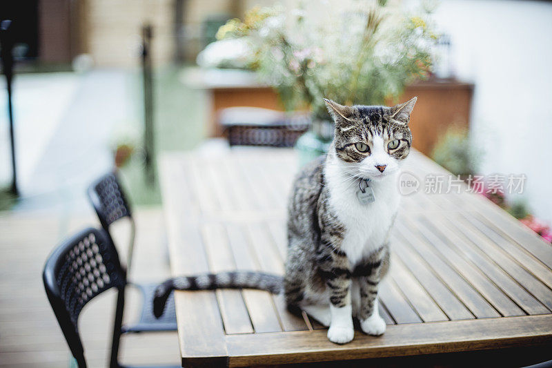 花斑猫坐在桌子旁边的花束里