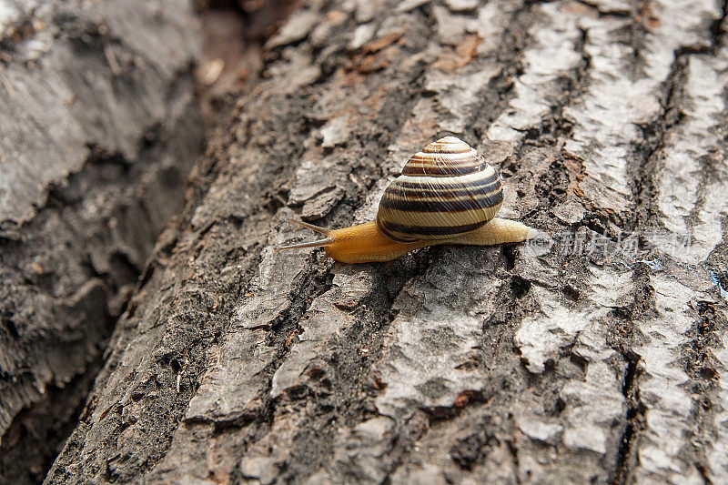 鲜艳的小勃艮第蜗牛(螺旋蜗牛，罗马蜗牛，可食用蜗牛，蜗牛)