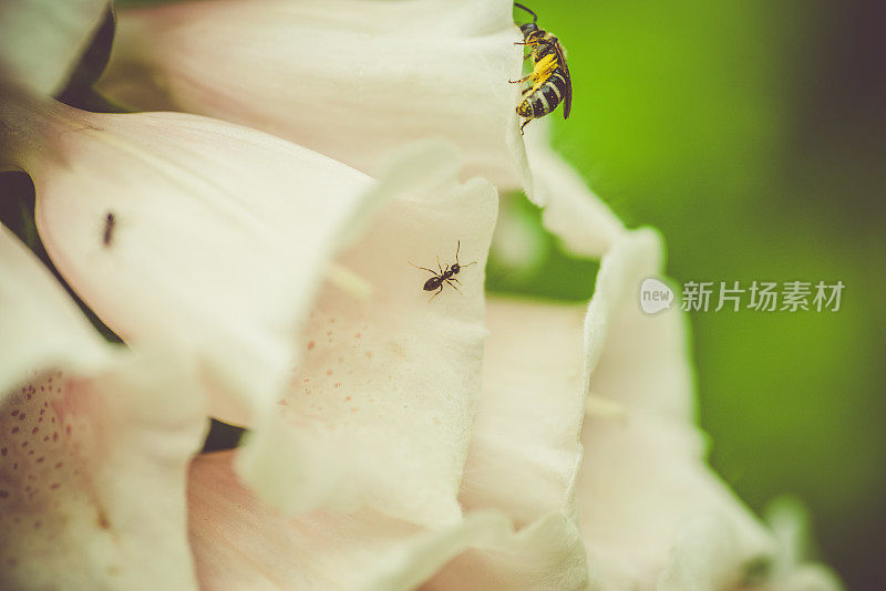 蜜蜂和毛地黄