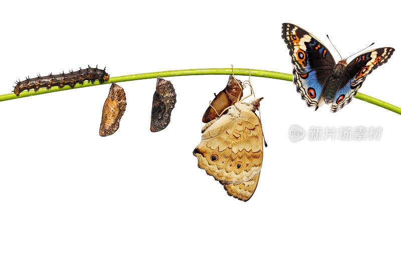 雄性蓝三色蛱蝶在小枝上的生活史