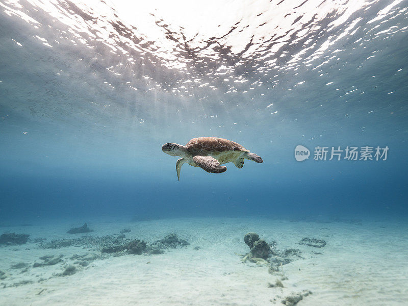 在库拉索岛附近加勒比海珊瑚礁的浅水里的绿海龟