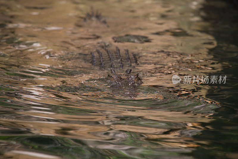 咸水鳄鱼，乔治王河，金伯利，澳大利亚。