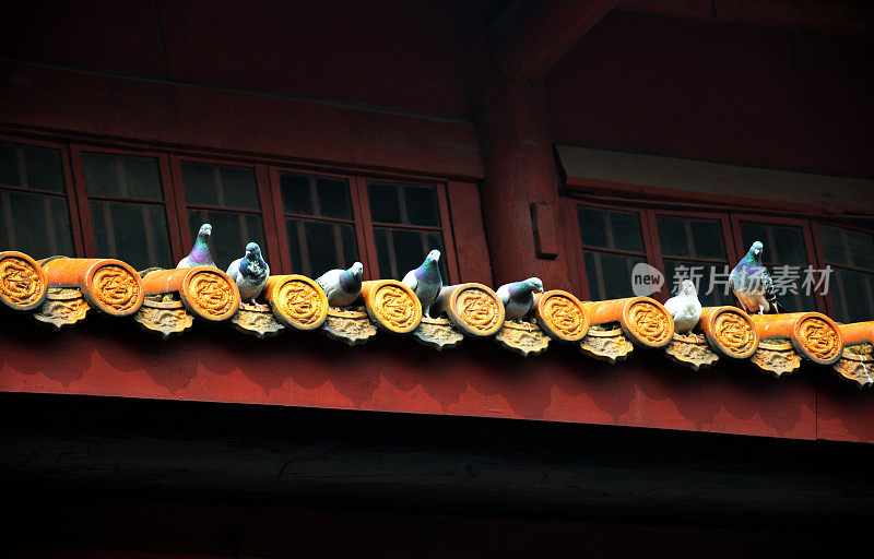 七只鸽子站在铺着黄色银杏叶的中国老式屋檐上。