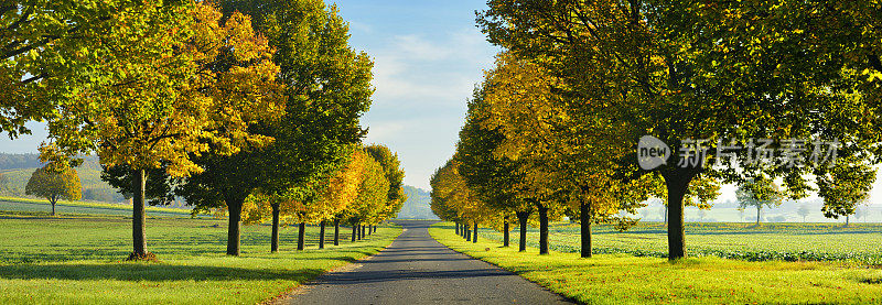 林荫大道穿过绿色的田野在秋天