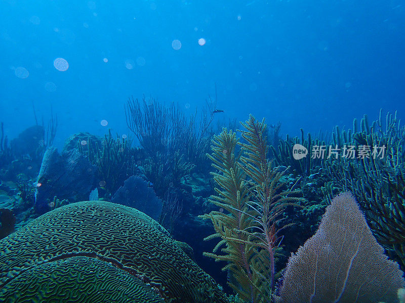 加勒比海珊瑚礁野生动物