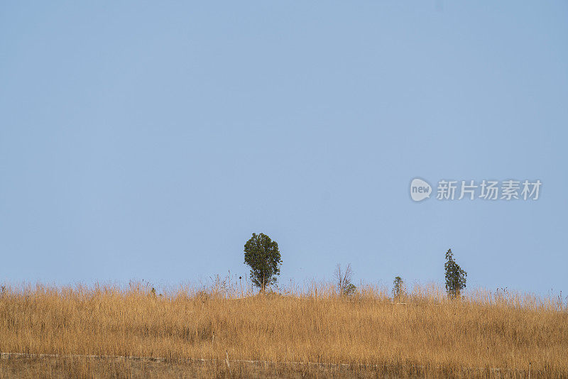 山顶杂草