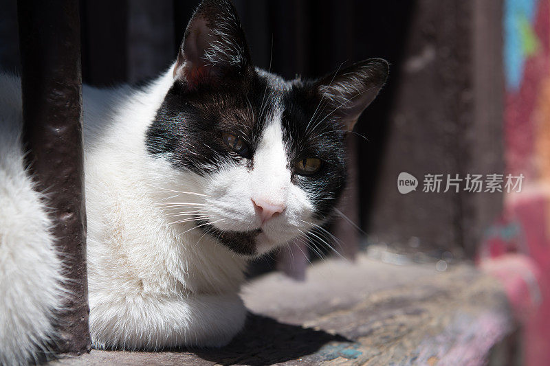 在瓦尔帕莱索窗口的猫