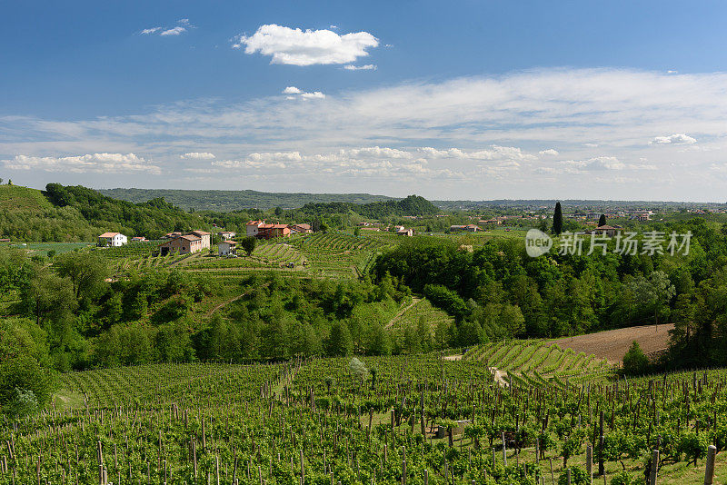 Valdobbiadene(电视)普罗塞克葡萄酒的土地3