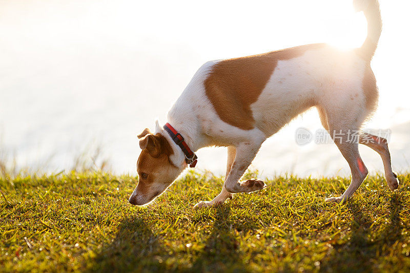 嗅探犬