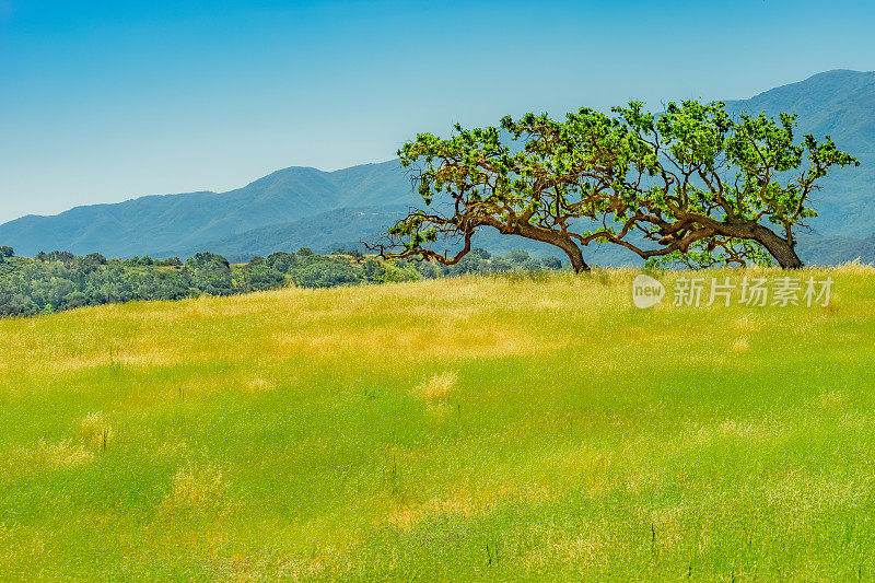 加州圣巴巴拉的圣伊内兹山全景图(P)