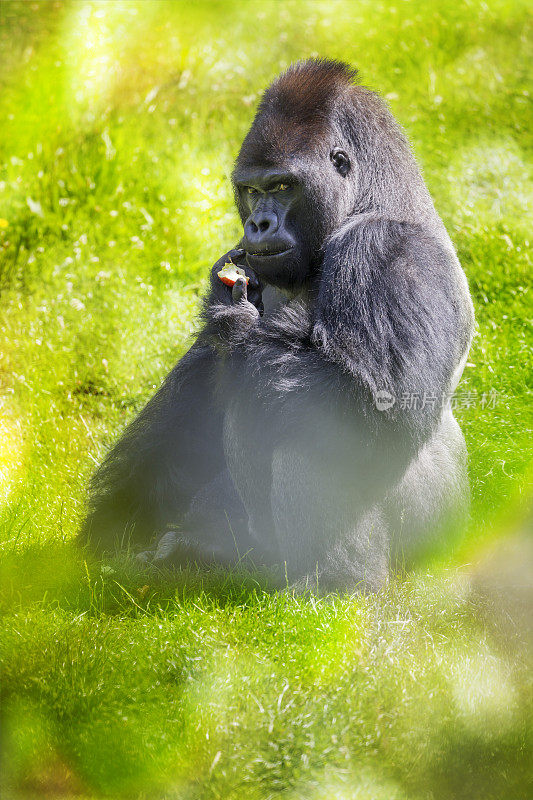 西部低地大猩猩坐在雨林里吃着苹果