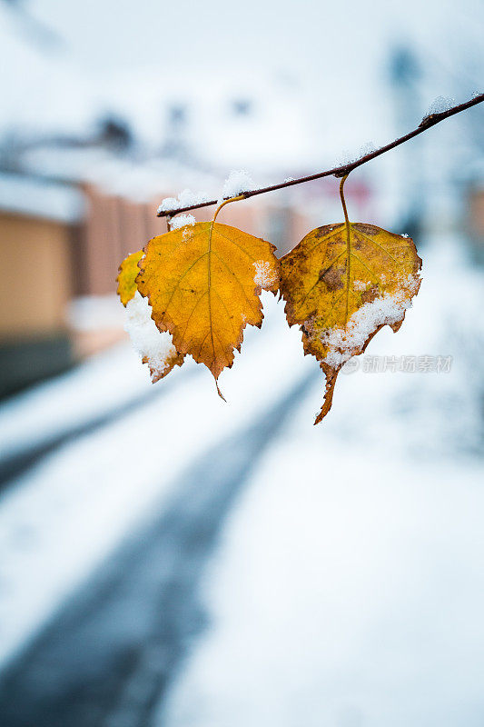 冰冻的冬天的树叶在雪中