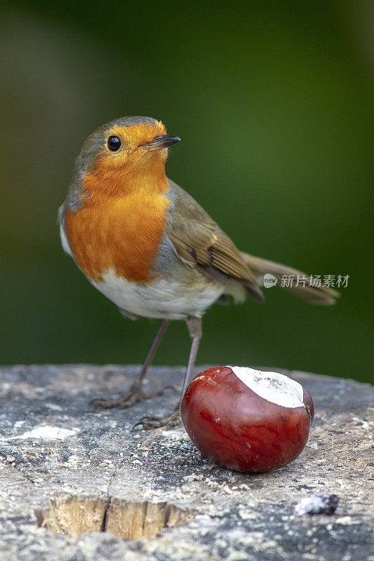 欧洲罗宾(红心rubecula)