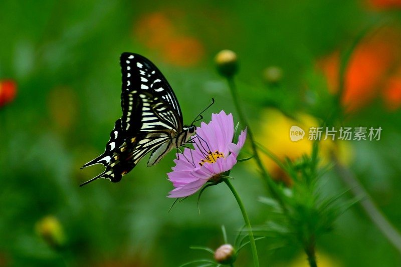 蝴蝶与宇宙花