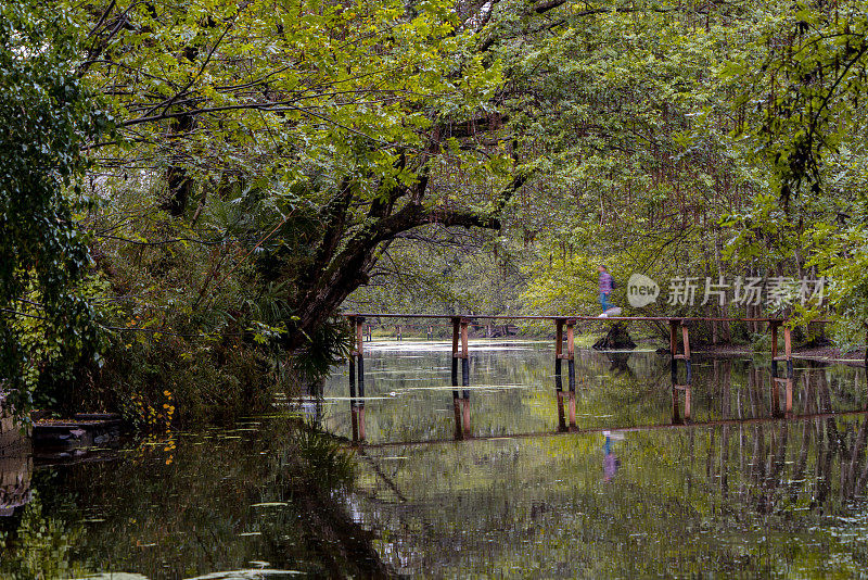 雨林和老木桥倒映在河上