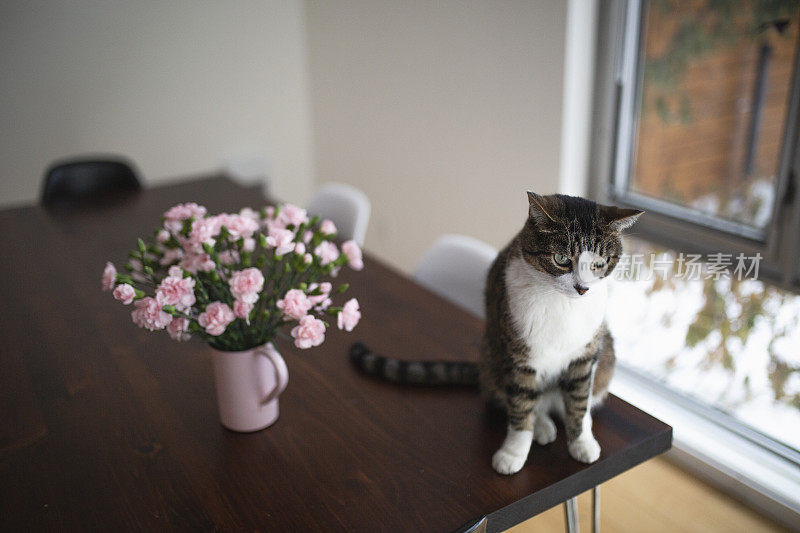 一只虎斑猫在桌子上