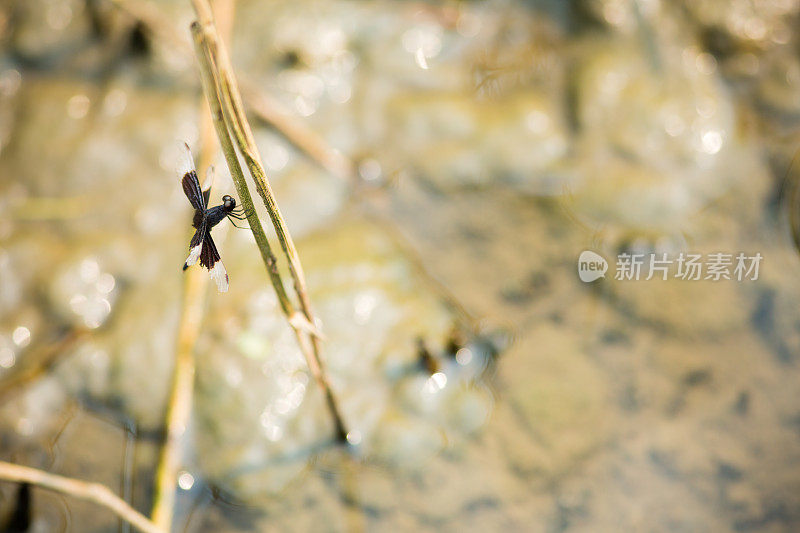 植物上的蜻蜓特写