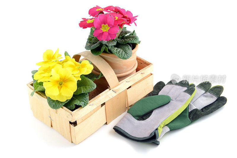 黄粉色的报春花和园艺手套放在篮子里。