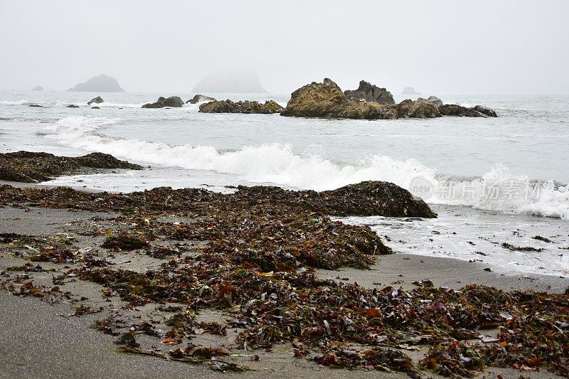 红杉NP海岸