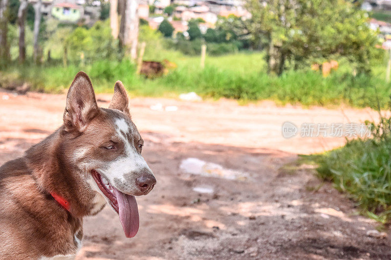 西伯利亚哈士奇犬在一条土路上