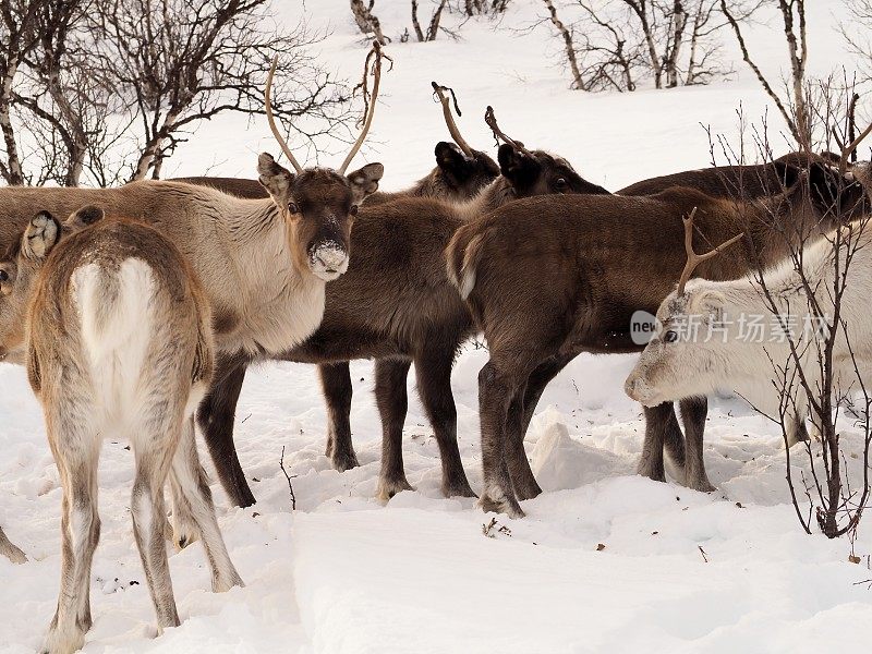 一群驯鹿在雪地里