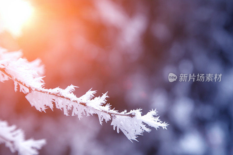 白雪覆盖的树枝特写。弗罗斯特,暴风雪,暴雪。阳光在日落时分