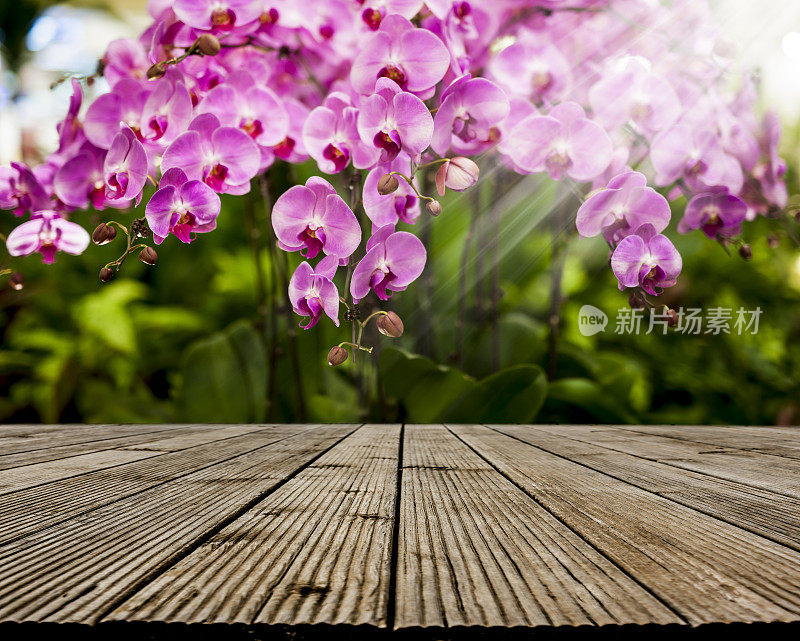空木桌与兰花园