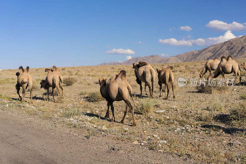 吉尔吉斯斯坦科奇科附近的草原、山脉和有两个驼峰的骆驼