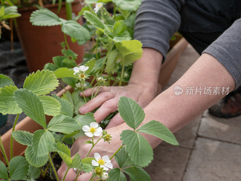 给草莓除草槽