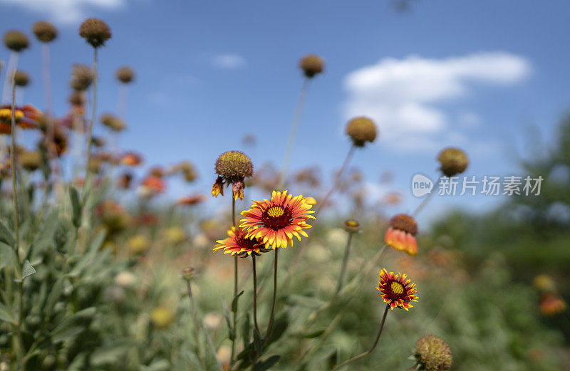 阳光下盛开的野雏菊