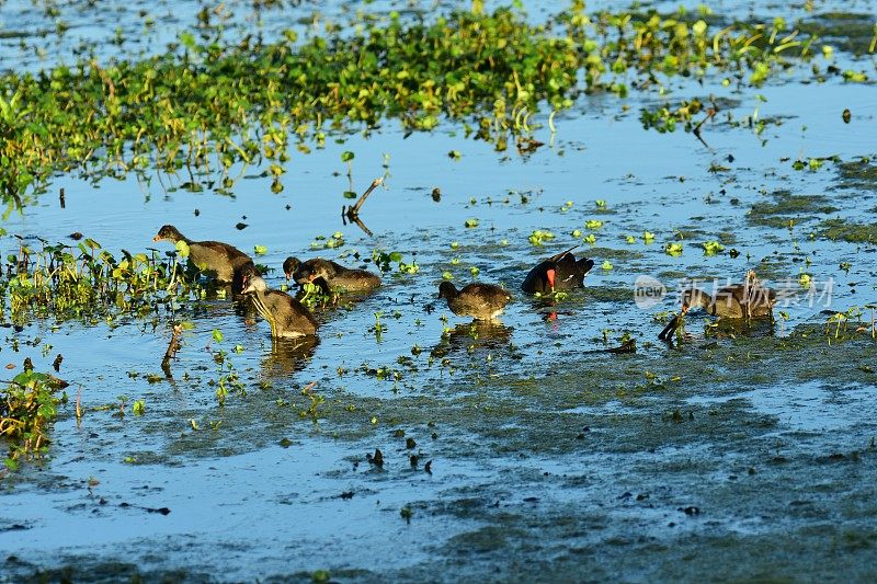 松鸡父母和大的雏鸟倾斜在满是池塘杂草的水里进食