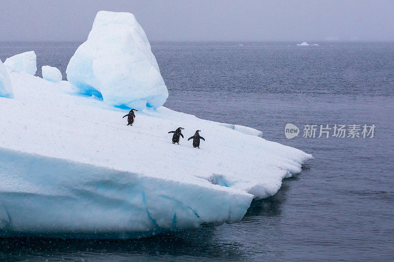 南极冰山上的一群帽带企鹅要出海吃磷虾，关于野生动物保护和全球变暖的概念，南极半岛