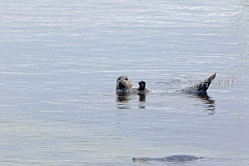 麻斑海豹