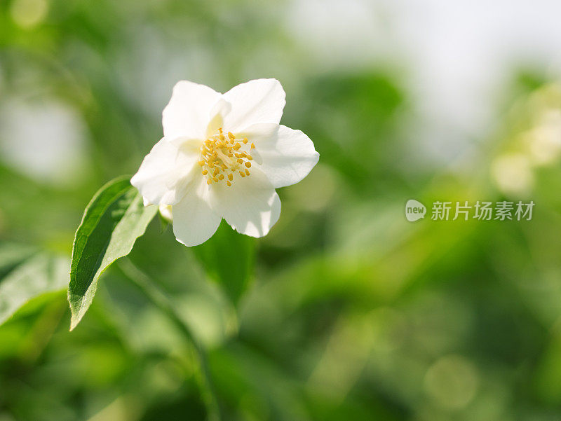 茉莉花。