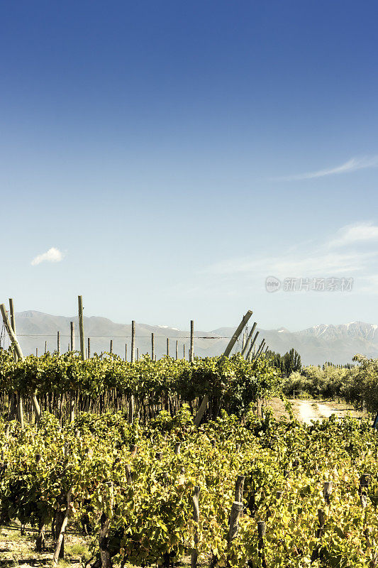 南美葡萄园，门多萨，阿根廷。