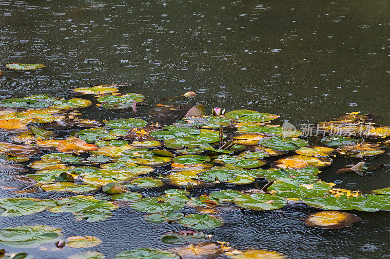 锦鲤池秋雨