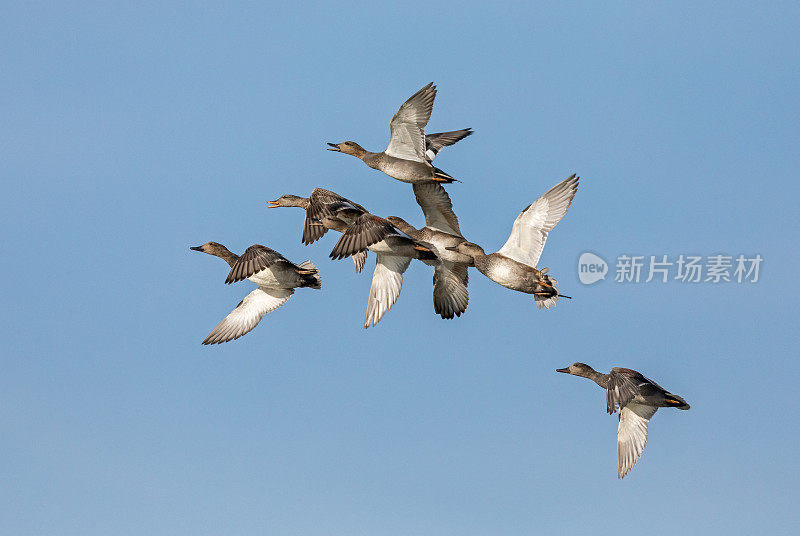 飞行gadwalls