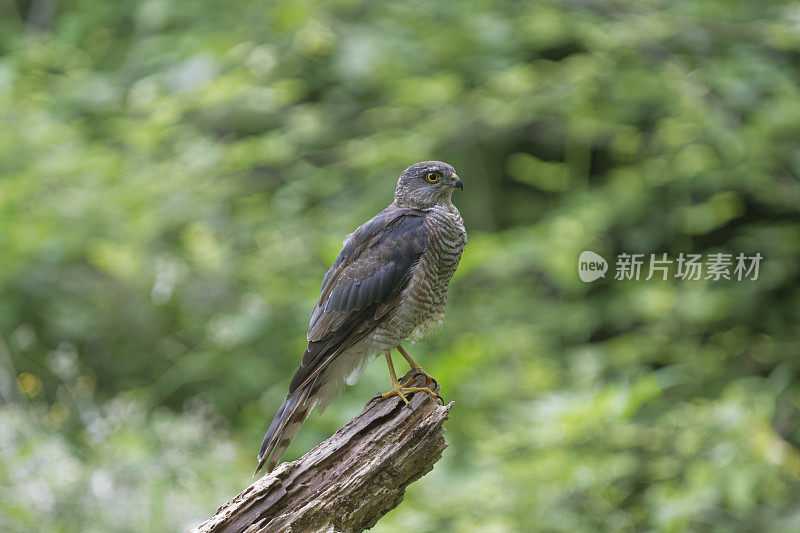 Sparrowhawk(猛禽努力)