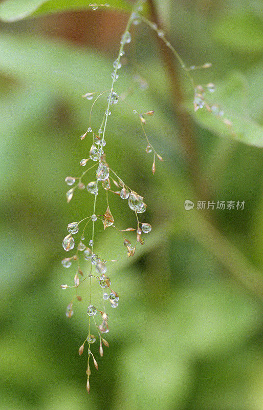 植物上的水滴