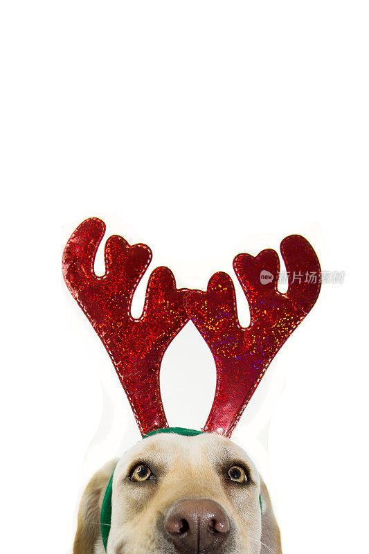 特写拉布拉多圣诞狗，拉布拉多戴着驯鹿鹿角的帽子。孤立在白色背景上。