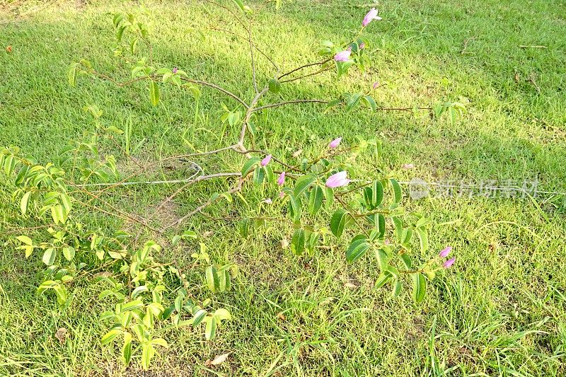 开花木兰木兰