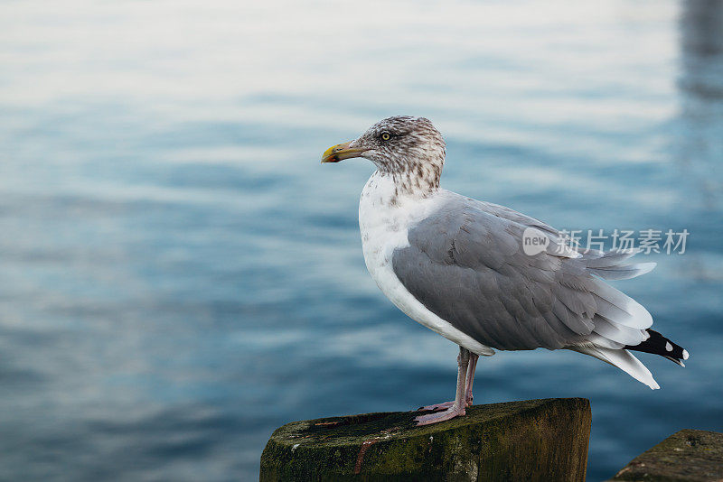 海鸥在码头