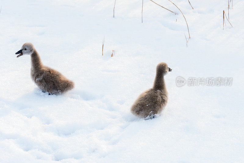 雪中可爱的黑天鹅小天鹅