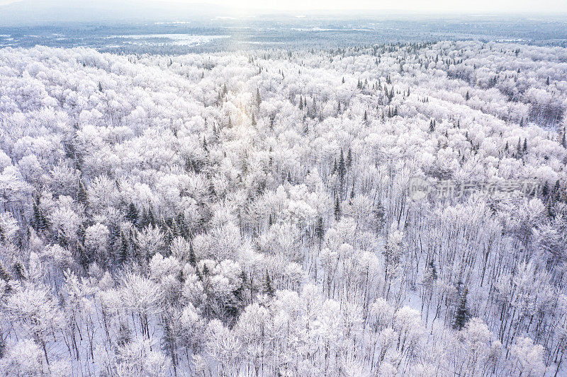 鸟瞰图北半球自然森林在冬季雪灾后，魁北克，加拿大