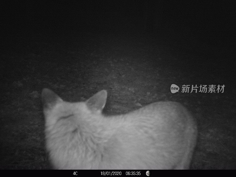 狐狸晚上在法国花园觅食