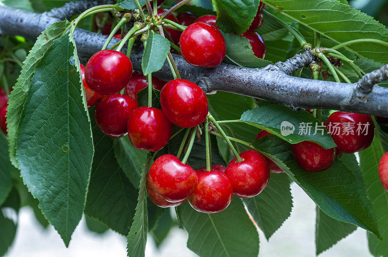 树上成熟的樱桃特写