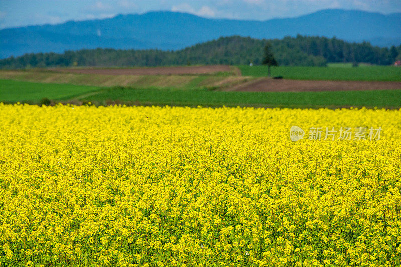 油菜田在夏季丘陵地区