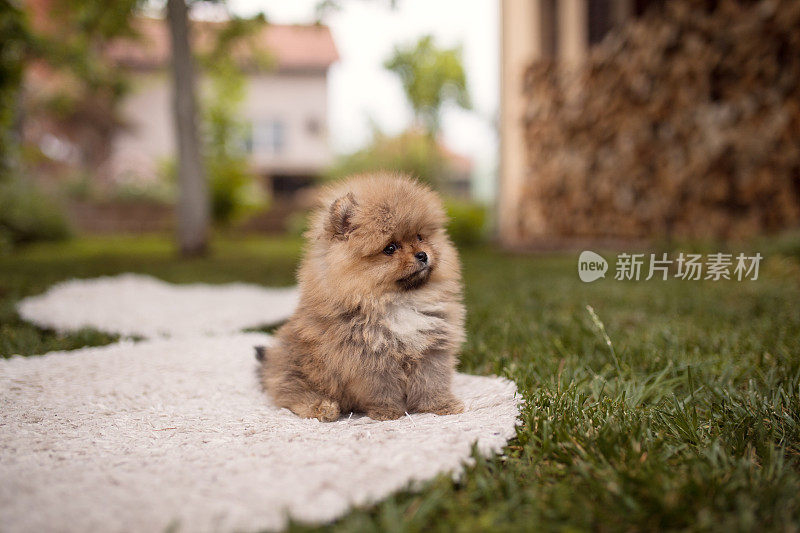 小狗在后院玩耍