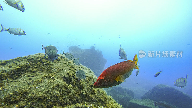 一条巴兰濑鱼(白尾濑鱼)游过马德拉海岸附近的珊瑚礁