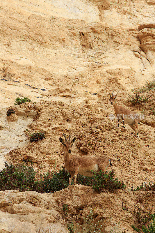 野山羊。艾因·艾弗达国家公园。内盖夫沙漠。Avdat。南地。以色列。中东地区。